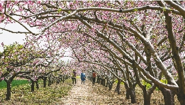 　郊外花海惹人醉。