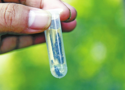 試管內(nèi)裝有害蟲的天敵 試管內(nèi)裝有害蟲的天敵