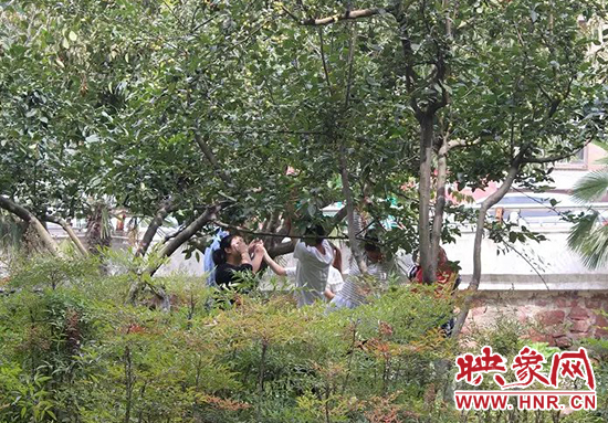 多名路人爭(zhēng)相摘果子 多名路人爭(zhēng)相摘果子