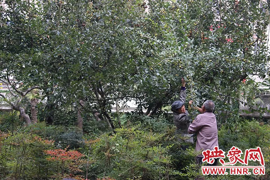 扯樹(shù)枝摘果子 扯樹(shù)枝摘果子