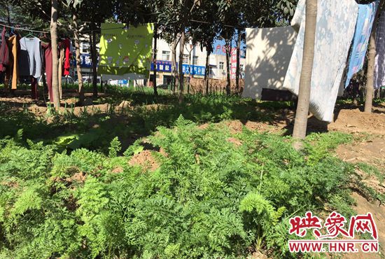 西四環(huán)中原路交叉口，大片生態(tài)廊道被毀，變成私家菜園。