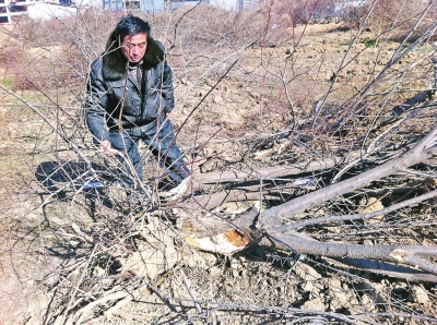 問周邊的人，都說白天沒見有人推樹，可能是夜里被鏟車推的