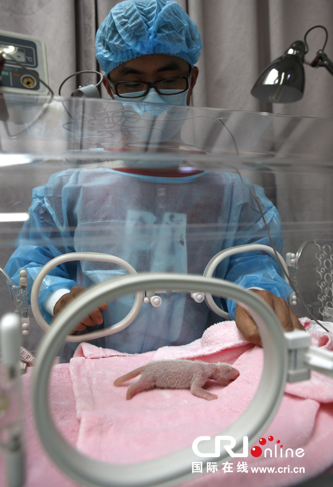 2013年7月11日，成都大熊貓繁育研究基地月亮產(chǎn)房，工作人員在照顧新生大熊貓寶寶。