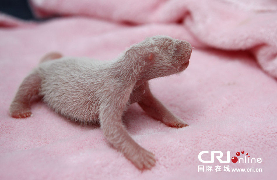 2013年7月11日，成都大熊貓繁育研究基地月亮產(chǎn)房，新生大熊貓寶寶在育嬰箱里憨態(tài)可掬。