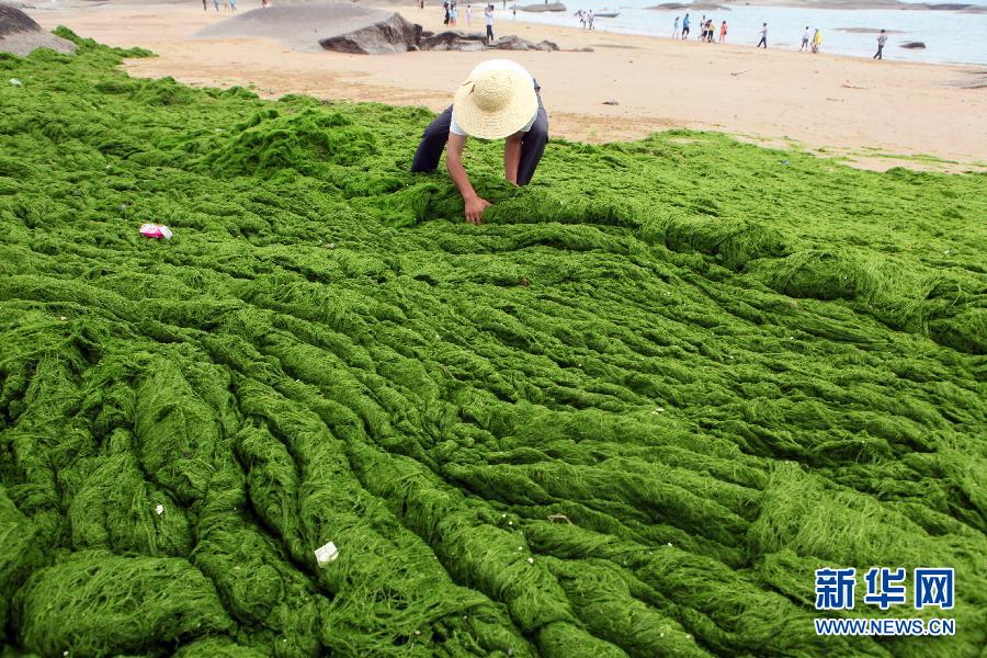 6月10日，山東日照市萬平口景區(qū)管理部門組織工作人員在清理海灘上的滸苔。