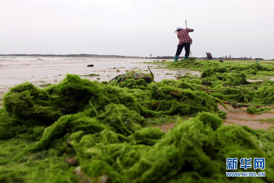 6月10日，山東日照市萬平口景區(qū)管理部門組織工作人員在清理海灘上的滸苔。