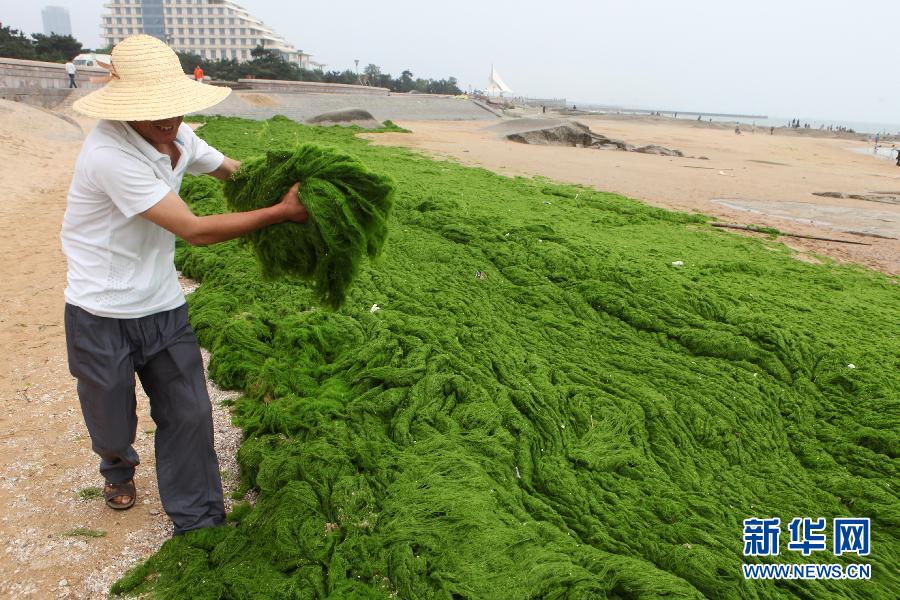 6月10日，山東日照市萬平口景區(qū)管理部門組織工作人員在清理海灘上的滸苔。