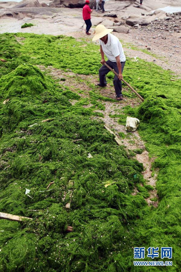 6月10日，山東日照市萬平口景區(qū)管理部門組織工作人員在清理海灘上的滸苔。
