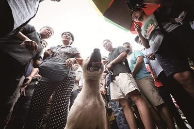 一只狗被動保人士與狗販子圍在中間，等待兩方的討價還價后決定去向