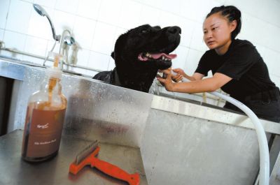 天熱時(shí),搜油犬會(huì)天天洗澡。