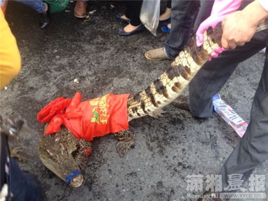 車(chē)上的鱷魚(yú)爬上路面。記者 向帥