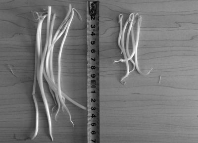 “黑作坊”制售的豆芽（左）和超市銷售的豆芽（右）長度形成鮮明對比。