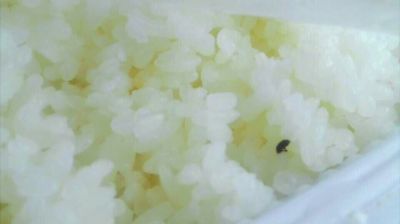 陸先生在高鐵上購買的“梅菜扣肉套餐”盒飯。盒飯中的米飯上有芝麻狀的黑色小蟲。