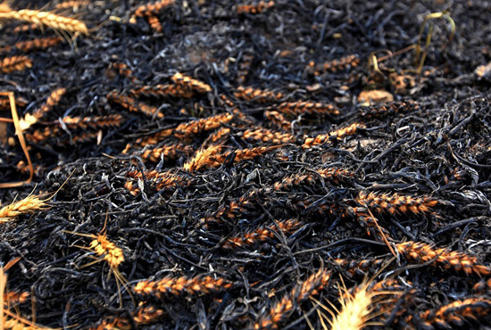 火被撲滅后的麥田。