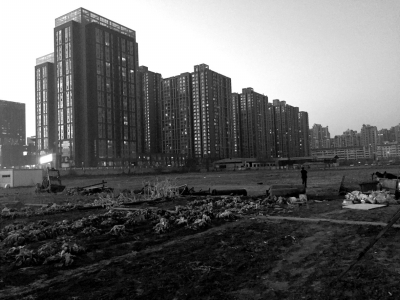 荒地上除堆放一些雜物外，還被附近居民種上了一片大白菜。