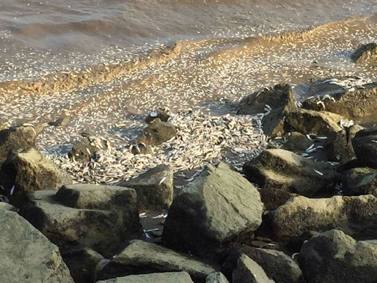 廣東珠海海邊驚現(xiàn)大量死魚(yú)群 綿延兩公里海灘