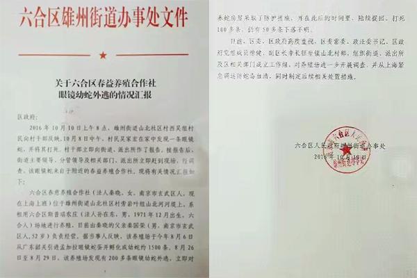 交匯點(diǎn)10月10日消息， 10日晚上，一則消息在南京人的朋友圈和微信群里瘋傳，網(wǎng)傳消息稱：六合雄州街道山北村一個(gè)農(nóng)莊私自養(yǎng)眼鏡蛇，幾天前突然跑出來(lái)了，估計(jì)二三百條。交匯點(diǎn)記者向六合區(qū)委宣傳部相關(guān)人士求證，證實(shí)了此事確實(shí)發(fā)生。