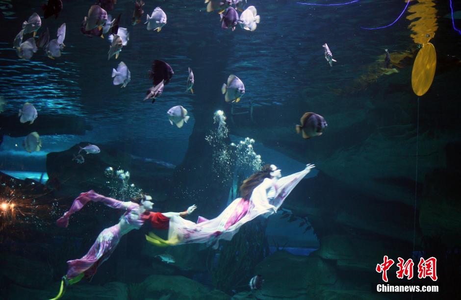 9月7日，在中秋節(jié)到來前一天，山東泉城海洋極地世界為游客帶來“嫦娥水中奔月”表演。