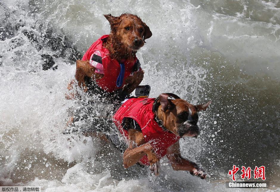 美國狗狗沖浪大賽 汪星人乘風(fēng)破浪帥氣十足 美國狗狗沖浪大賽 汪星人乘風(fēng)破浪帥氣十足