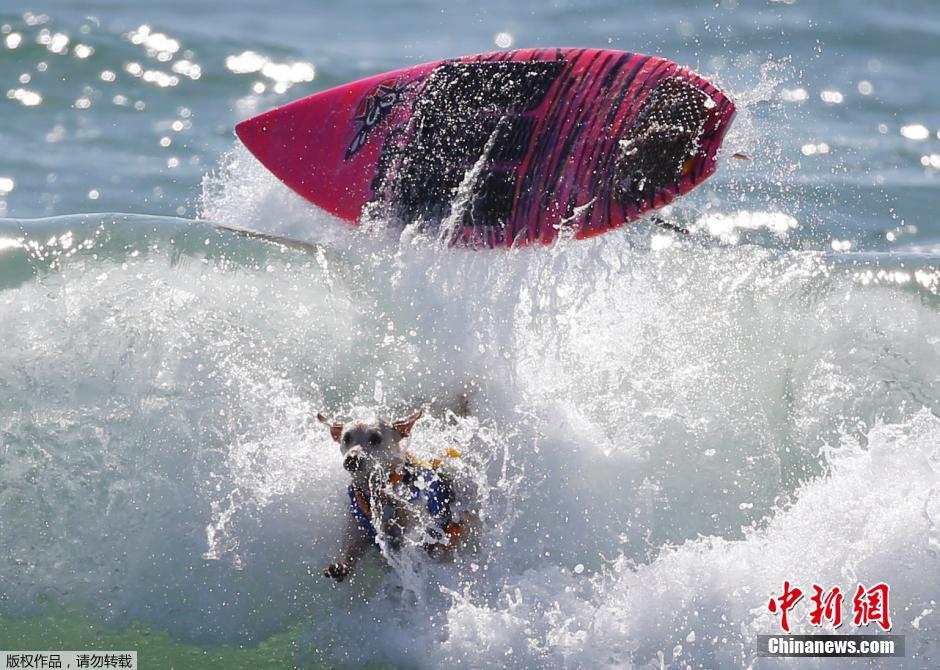 美國狗狗沖浪大賽 汪星人乘風(fēng)破浪帥氣十足 美國狗狗沖浪大賽 汪星人乘風(fēng)破浪帥氣十足