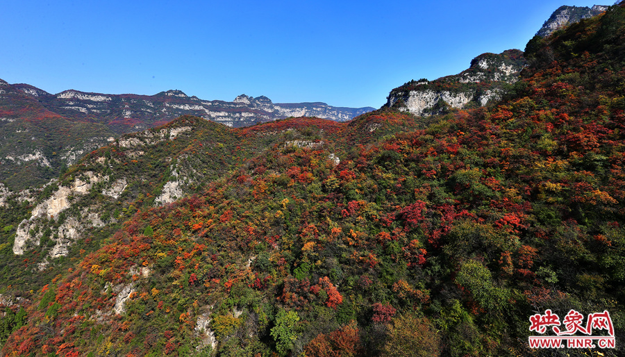 紅色，黃色，綠色的樹葉相互映襯