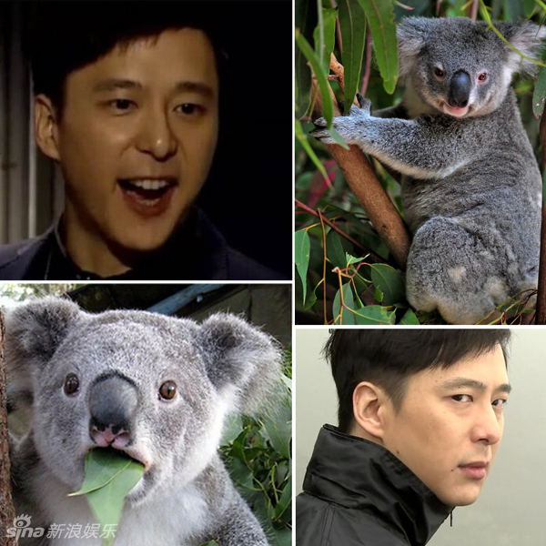 不小心就撞臉了！盤點(diǎn)動(dòng)物界的明星相