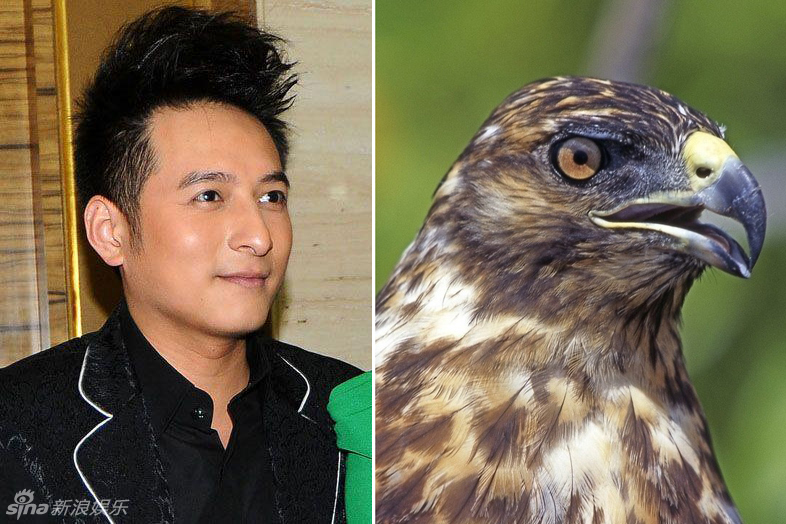 不小心就撞臉了！盤點(diǎn)動(dòng)物界的明星相