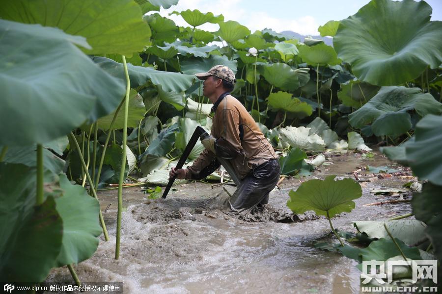 挖藕人日工作8小時(shí) 月入過(guò)萬(wàn)