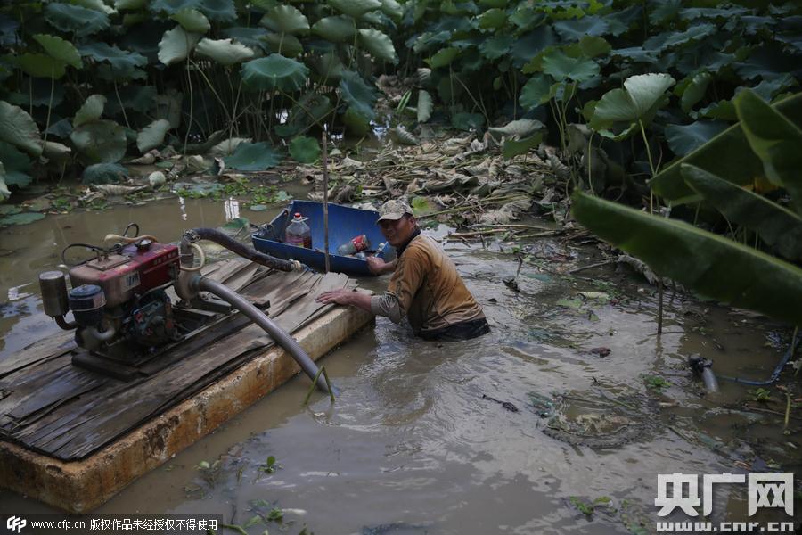 挖藕人日工作8小時(shí) 月入過(guò)萬(wàn)