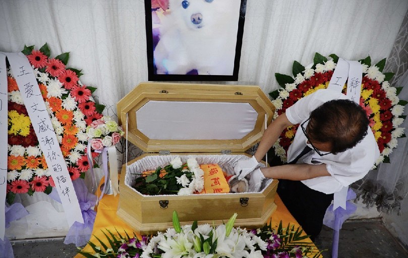 一名工作人員給狗狗整理儀容。