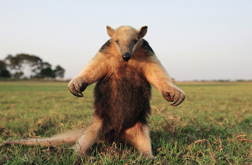 腿站立并不斷拍打胸脯向吉普車發(fā)出警告的食蟻獸。