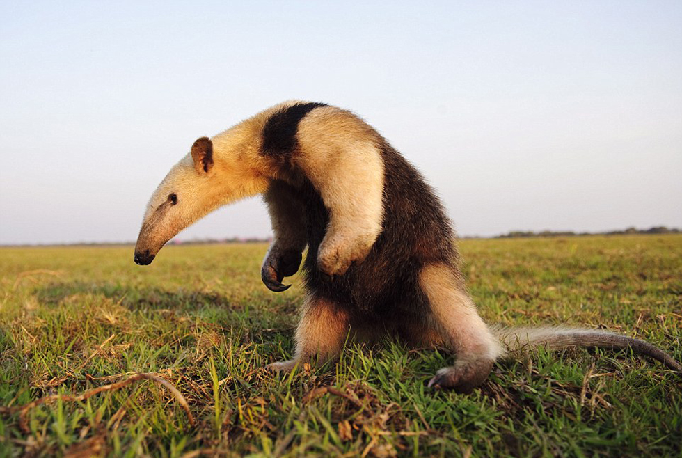 勇敢的食蟻獸。（網頁截圖）