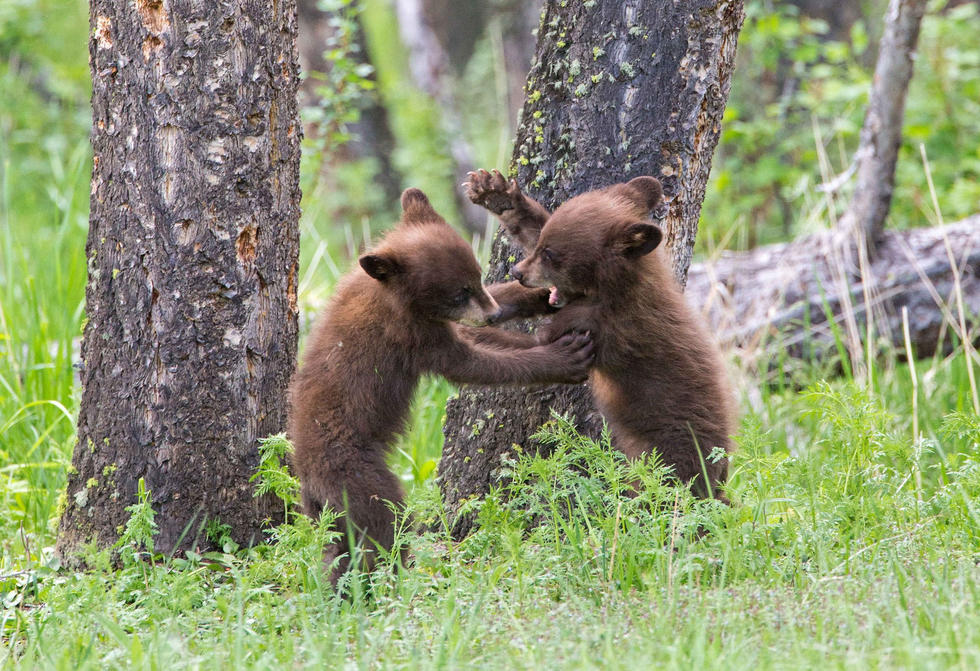 兩只萌噠噠的小熊在一顆大樹(shù)下玩躲貓貓，一會(huì)突然跳出來(lái)嚇唬對(duì)方，一會(huì)對(duì)著彼此做鬼臉，逗趣模樣讓人忍不住捧腹大笑。