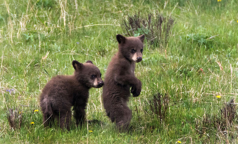兩只萌噠噠的小熊在一顆大樹(shù)下玩躲貓貓，一會(huì)突然跳出來(lái)嚇唬對(duì)方，一會(huì)對(duì)著彼此做鬼臉，逗趣模樣讓人忍不住捧腹大笑。