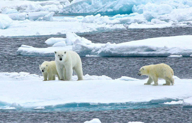 北極熊寶寶突然向后滑倒，摔了個四腳朝天