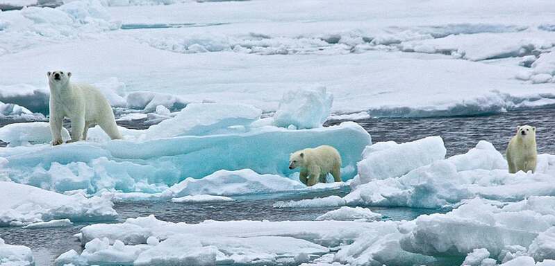 北極熊寶寶起來后看見有攝像機，便好奇地盯住娜塔西亞手中的機器。