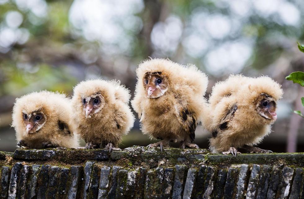 日前，九江市都昌縣蔡嶺鎮(zhèn)的曹女士上山采茶籽時，撿到5只可愛的雛鳥。經(jīng)野保工作人員鑒定，這5只雛鳥為國家二級野生保護(hù)動物猴面鷹，目前已被送往鳥類保護(hù)組織進(jìn)行救護(hù)。