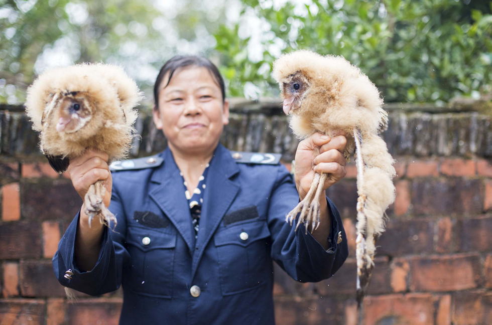 11月6日，記者聯(lián)系上都昌縣的村民危億玲，她是撿到雛鳥的曹女士的兒媳。她向記者介紹，稱他們家住在蔡嶺鎮(zhèn)北炎村港邊舍自然村，她婆婆11月4日下午上山采茶籽時，在樹下發(fā)現(xiàn)了5只可愛的雛鳥并帶回了家。