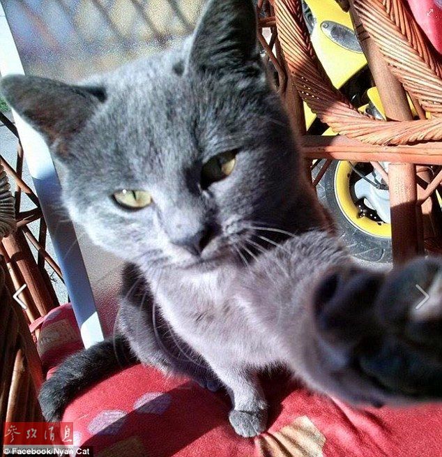 自拍貓走紅 汪星人甘當(dāng)陪襯做背景 自拍貓走紅 汪星人甘當(dāng)陪襯做背景