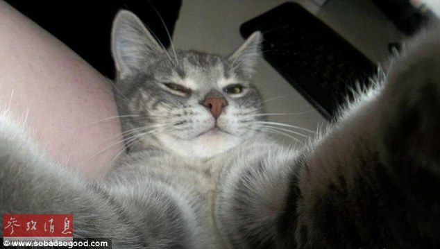 自拍貓走紅 汪星人甘當(dāng)陪襯做背景 自拍貓走紅 汪星人甘當(dāng)陪襯做背景