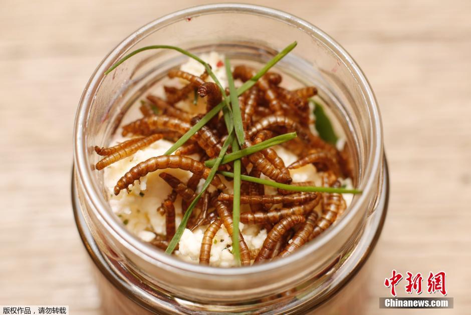 奧地利美女發(fā)明昆蟲飼養(yǎng)皿 奧地利美女發(fā)明昆蟲飼養(yǎng)皿