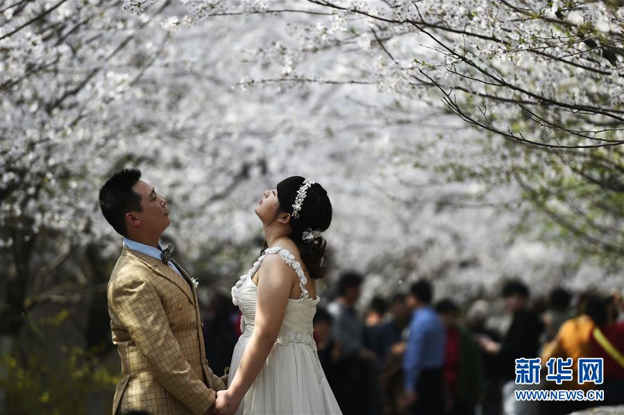 初春各地櫻花盛開 引游客駐足觀賞 初春各地櫻花盛開 引游客駐足觀賞