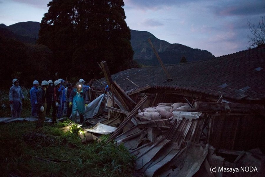 熊本地震后現(xiàn)“豬堅(jiān)強(qiáng)” 救出后被送屠宰場 熊本地震后現(xiàn)“豬堅(jiān)強(qiáng)” 救出后被送屠宰場