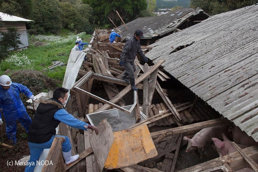 熊本地震后現(xiàn)“豬堅(jiān)強(qiáng)” 救出后被送屠宰場 熊本地震后現(xiàn)“豬堅(jiān)強(qiáng)” 救出后被送屠宰場