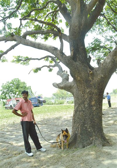 兩名少女在這棵樹上被吊死。