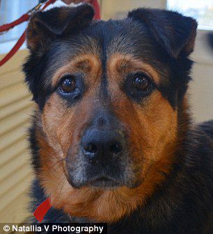 英國一只流浪狗因表情太過憂郁而無人領(lǐng)養(yǎng)