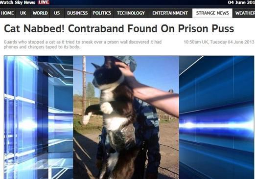 資料圖：2013年，俄羅斯獄警也曾抓獲身負(fù)手機(jī)和充電寶的貓，它本想混進(jìn)俄羅斯科密地區(qū)一座監(jiān)獄