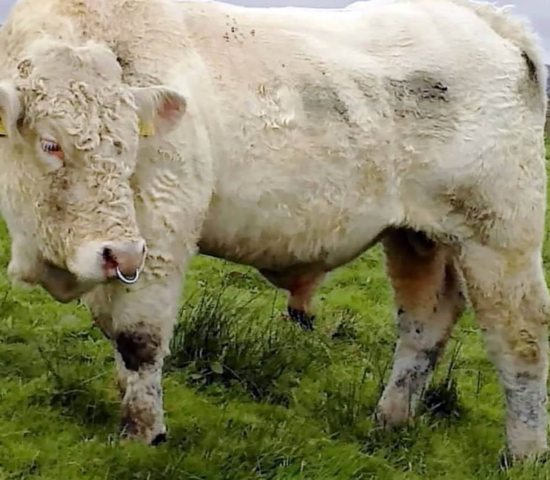 同性戀公牛逃脫死劫 著名動畫制作人伸援手 同性戀公牛逃脫死劫 著名動畫制作人伸援手