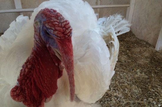 美火雞被“豁免死刑”后生活幸福 有多名“小伙伴” 美火雞被“豁免死刑”后生活幸福 有多名“小伙伴”