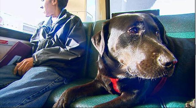 伊柯麗斯(Eclipse)搭乘公車。